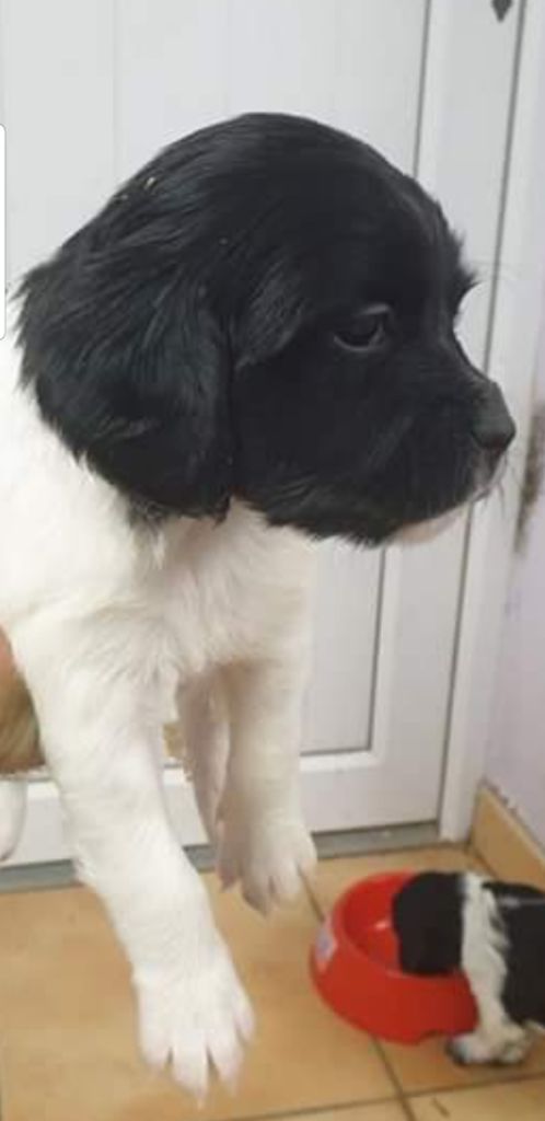 Chiots né en  novembre 2019