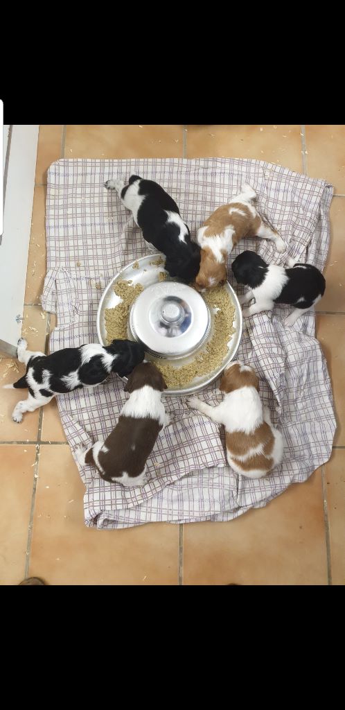 chiots de l élevage